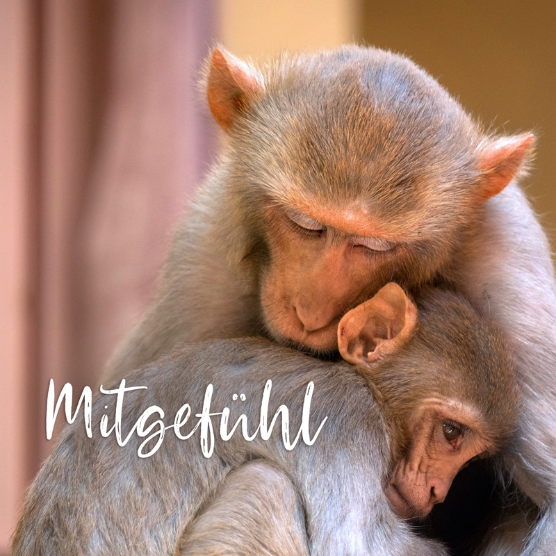 Mitgefühl